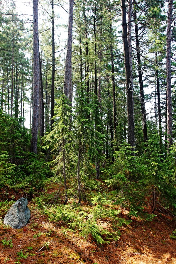 Temagami Island Forest by Deb Oppermann